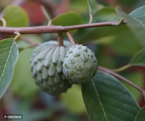 Baishnab  Custard Apple Live Plant Disha309068 C