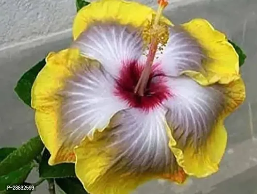 Baishnab  BL678 Hibiscus Plant-thumb0