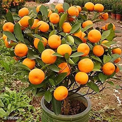 Baishnab  High Yield Orange Live PlantCF007 Orang-thumb0