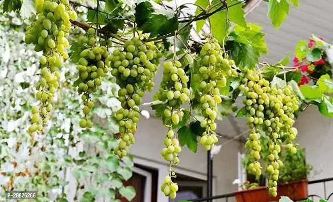 Baishnab  r1011 Grapes Plant-thumb0