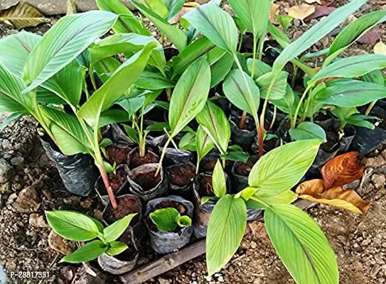 Baishnab  Haldi Plant A002 Turmeric Plant