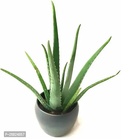 Baishnab  Aloe Vera Live Plan CF35 Aloe Vera Plan-thumb0