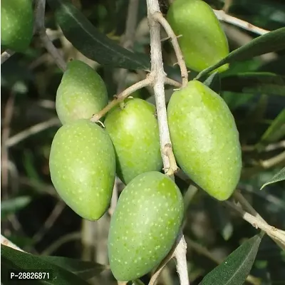 Baishnab  Indian OliveJalpai Live Plant CF063 ZZ