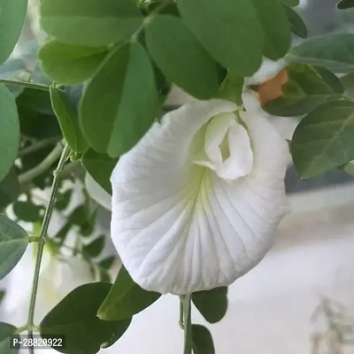 Baishnab  GET WHITE APRA Aparajita Butterfly Pea P