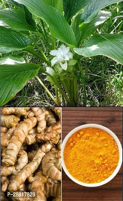 Baishnab  Haldi Plant H000012 Turmeric Plant