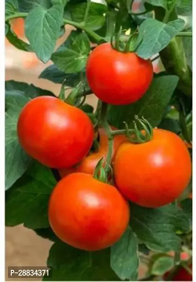 Baishnab Tomato seed gr 80prpkTomato Seeds80PIECE-thumb0