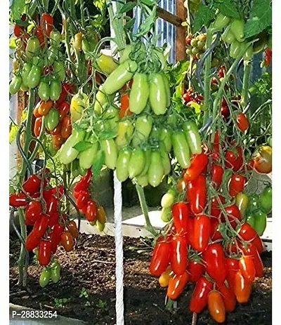 Baishnab tomato  seed 2500 ps dmiTomato FLASCHENTOMATEN Heirloom Seeds Rare German Variety2500PIECE