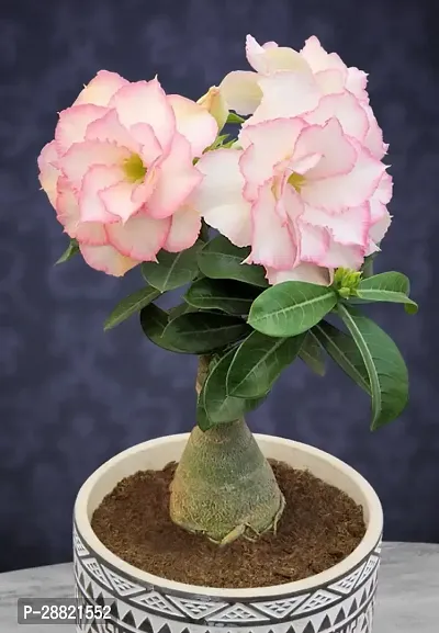 Baishnab  ac01 Adenium Plant