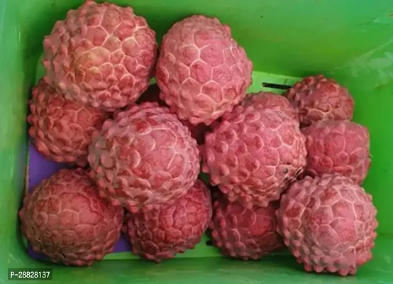 Baishnab  Custard Apple Plant4 Custard Apple Plant-thumb0