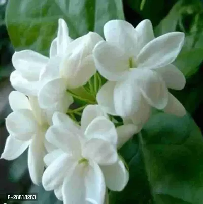 Baishnab  Live hybrid Jasmine plantJasMin5 Jasmi-thumb0