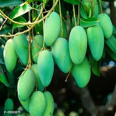 Baishnab Mango Plant Dasheri Mango Plant Live-thumb0