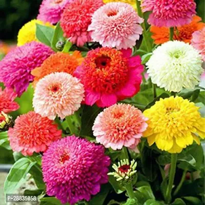 Baishnab chandramallika 108ps mcDahlia Double Mixed Hybrid Flower Seeds   D2123108PIECE