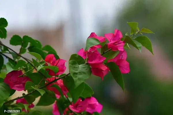 Baishnab  Baugainvillea Plant Disha00039812991119