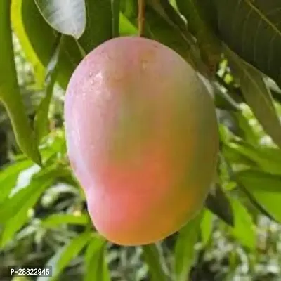 Baishnab  Mallika Live Grafted Mango Plant CF A1 Ma