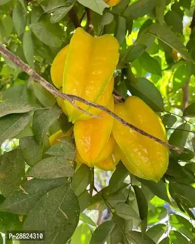 Baishnab  Rare Star Fruit Grafted Live plant CF026-thumb0