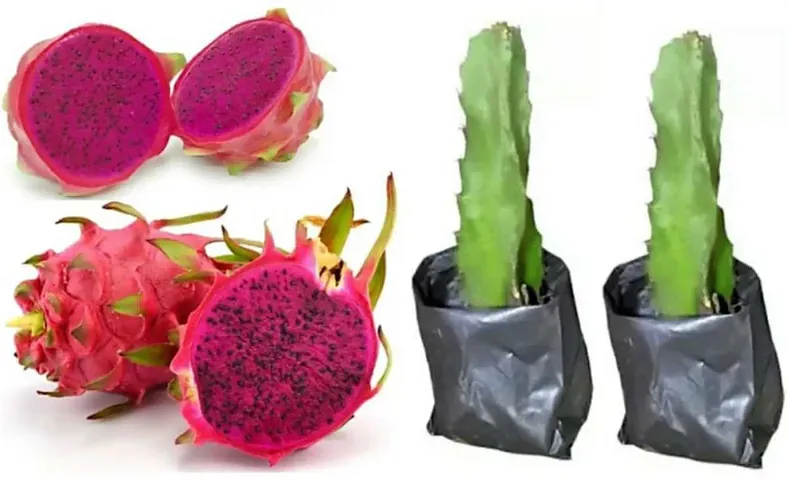 Best Selling Plant & Planters 