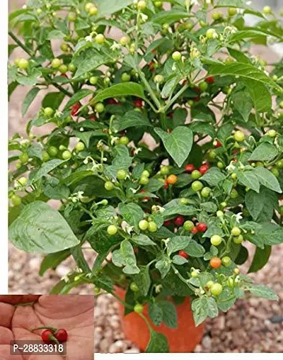 Baishnab Earth Seeds R 89Chilli Seeds 73100PIECE-thumb0