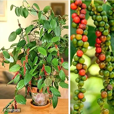 Baishnab  Black PepperGolmorich Pepper Plant