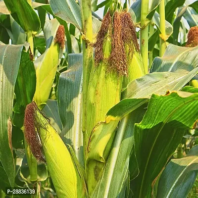 Baishnab Corn sed 50 nps bbhjCORN SEEDS 51550PIECE