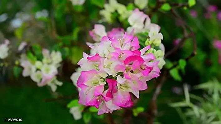 Baishnab  Bougainvillea Plant CF00024 Baugainvill