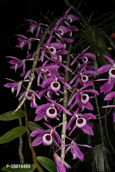 Baishnab  Dendrobuim lituiflorum Orchid Plant-thumb0