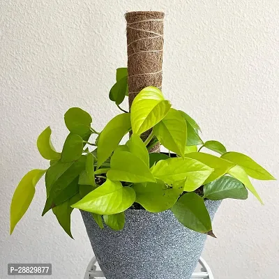 Baishnab  Money Plant CF002171 Money Plant-thumb0