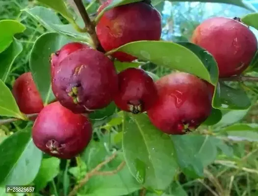 Baishnab  Pomegranate Plant Live Plant CF09211 Po-thumb0