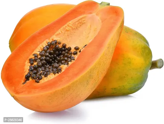 Baishnab  VG  PAPAYA 1 PAPITA PLANT1 Papaya Plant-thumb0