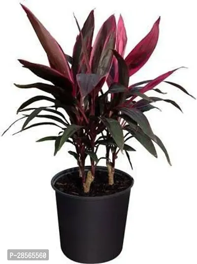 Baishnab Cordyline Plant Cordyline Plant With Pot-thumb0