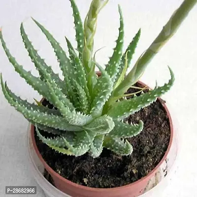 Baishnab Aloe Vera Plant Plants 232