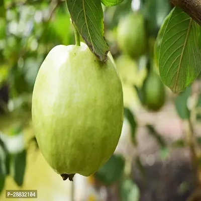 Baishnab  Gardens Fruit Live Plant Giant GuavaAmru-thumb0