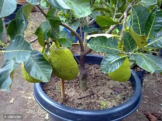 Baishnab  Thailand All Time Jack Fruit Plant-thumb0