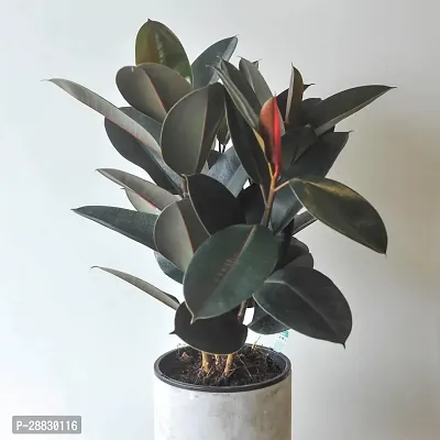 Baishnab  Rubber Plant R4 Rubber Tree-thumb0