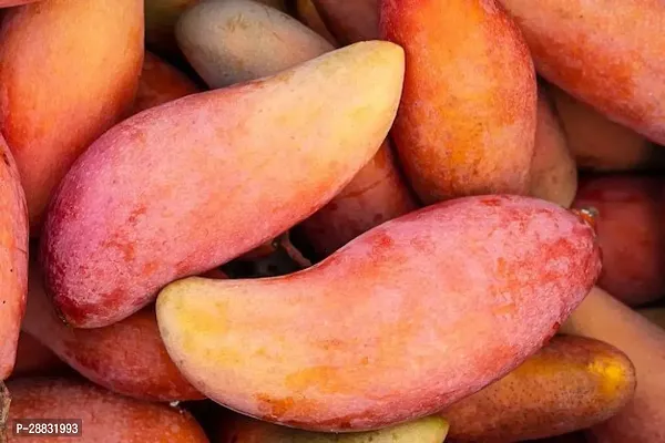 Baishnab  Rare  Thai Red Banana  Mango Hybrid 1 H-thumb0