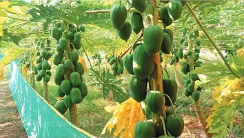 Baishnab Papaya Seed  35 Ps  NXX 225735PIECE-thumb1