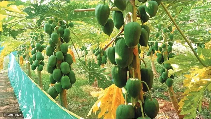 Baishnab Papaya Seed  35 Ps  NXX 225735PIECE-thumb2