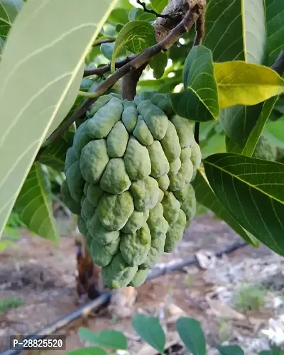 Baishnab  Custard Apple Live Plant CF20011223 Cus-thumb0