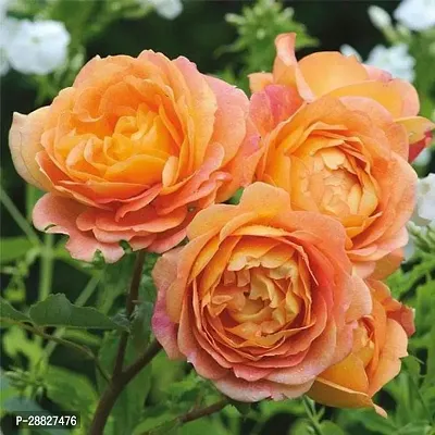 Baishnab  English Rose Orange  Plant Rose Plant-thumb0