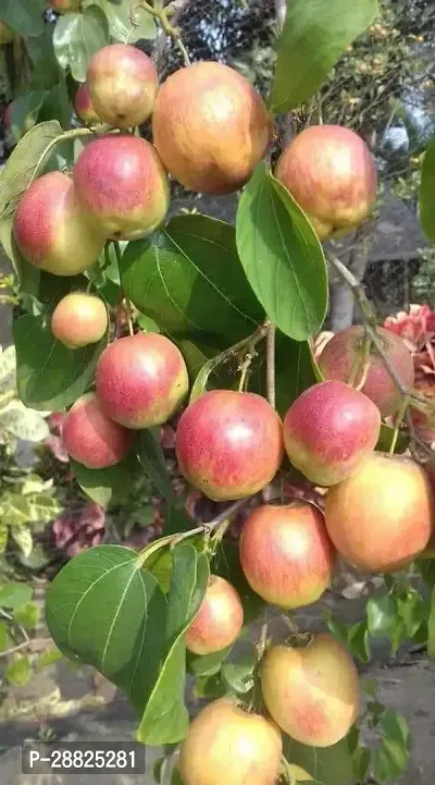 Baishnab  aq01 Apple Plant-thumb0