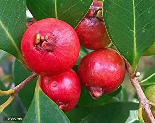 Baishnab  South American Guava PlantCFA146 Guava-thumb0