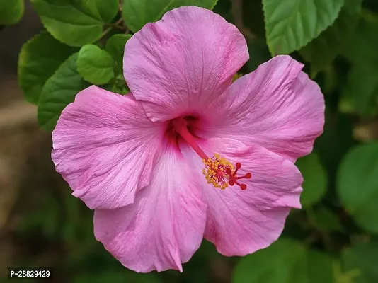 Baishnab  Hibiscus Pink Plant CF022 Hibiscus Plan