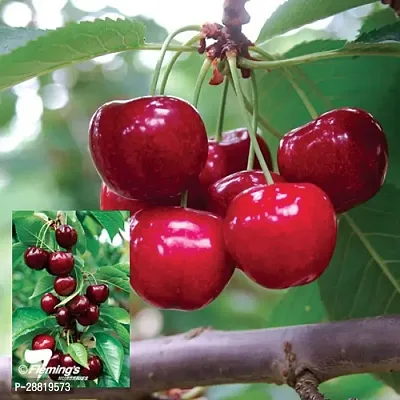 Baishnab  Cherry Fruit Plant