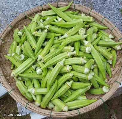 Baishnab Vendi 100ps mc yg100 Green Okra 853100PIECE