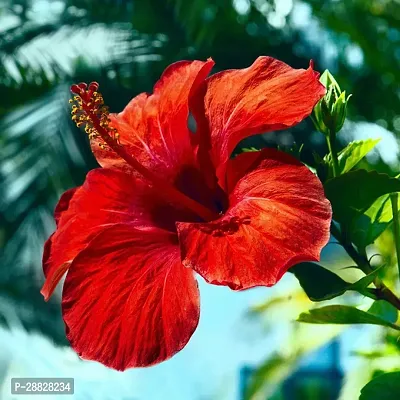 Baishnab  Hibiscus Red CF300391 Hibiscus Plant-thumb0