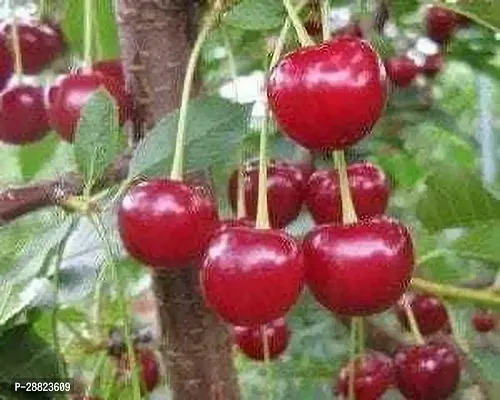 Baishnab  CU11 Cherry Fruit Plant-thumb0