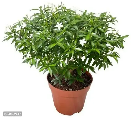 Baishnab  Min Tagar PlantJasmine PlantCFA344 Ja