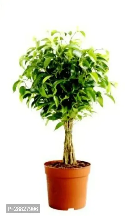 Baishnab  Ficus Panda Ficus Plant-thumb0