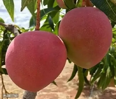 Baishnab  miyazaki0 Mango Plant-thumb0