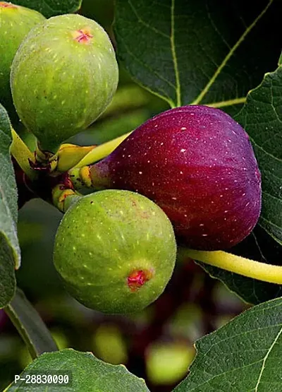 Baishnab  Fig Plant A31 GularCluster Fig Plant