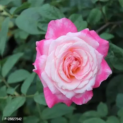 Baishnab  Rose White Pink  Plant Rose Plant-thumb0